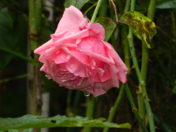 DSCN1602 - OCTOMBRIE_2014