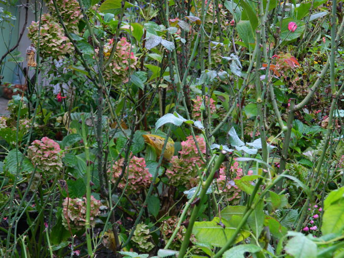 DSCN1610 - OCTOMBRIE_2014