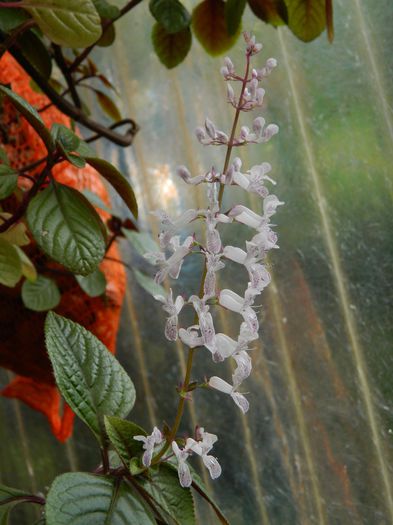 DSCN1660 - OCTOMBRIE_2014