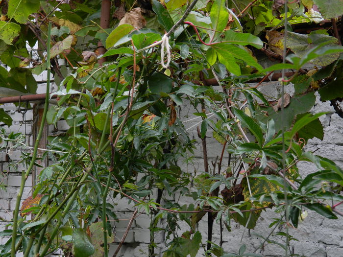 DSCN1680 - OCTOMBRIE_2014
