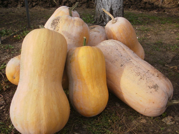 Dovleci Butternut  dintr-o samanta - Frumoasa toamna tarzie 2014