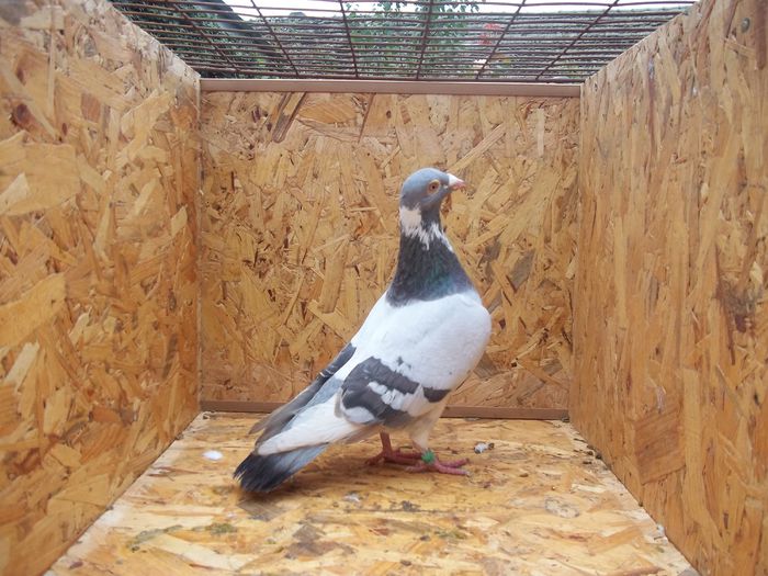 mas ro 2011 - Porumbei la Gramada pentru 2016