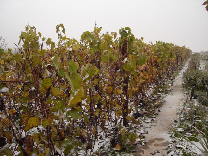 24 oct- viţa de vie - D-Gradina de legume-2014