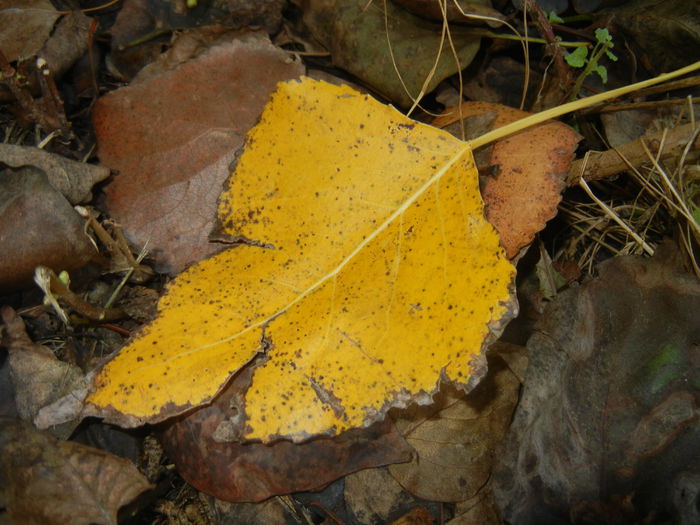 Autumn Colors (2014, October 19) - 03 AUTUMN Colors_Toamna
