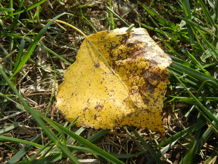 Autumn Colors (2014, October 19) - 03 AUTUMN Colors_Toamna