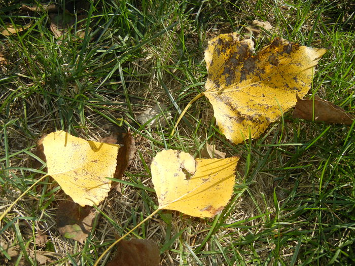 Autumn Colors (2014, October 19) - 03 AUTUMN Colors_Toamna