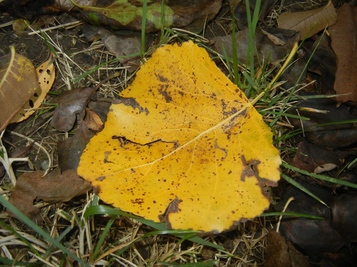 Autumn Colors (2014, October 19) - 03 AUTUMN Colors_Toamna