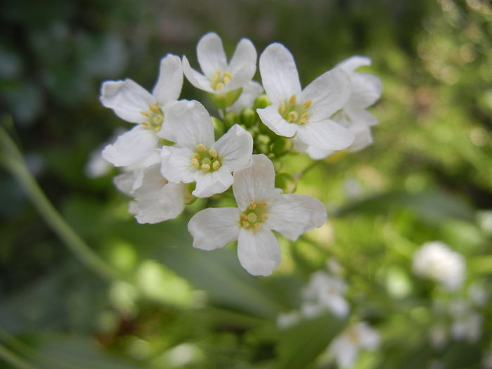 Horseradish. Hrean (2014, May 02)