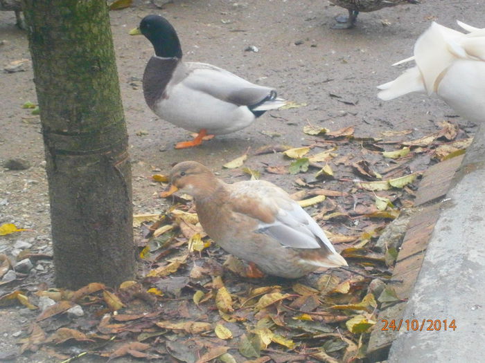 PA244775 - Rate Pitice Caal Duck