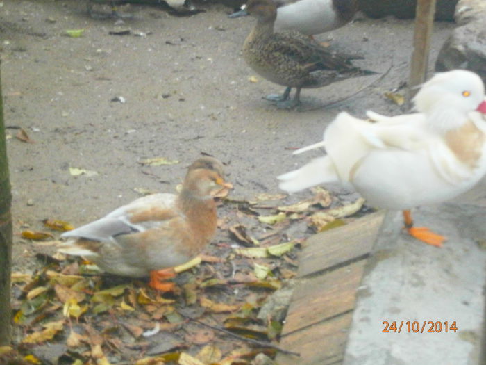 PA244773 - Rate Pitice Caal Duck