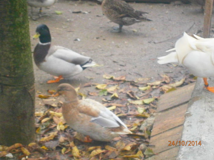 PA244774 - Rate Pitice Caal Duck