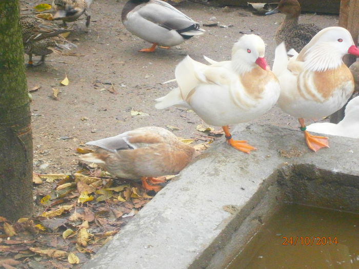 PA244772 - Rate Pitice Caal Duck