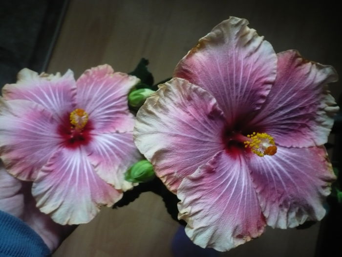 P1210466 - HIBISCUSI 2014-1