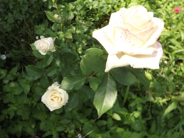 DSCF3315 - Trandafiri