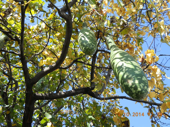 bostanei - TOAMNA IN CURTEA MAMEI MELE 2014