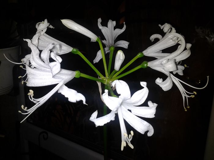 nerine bowdenii alba