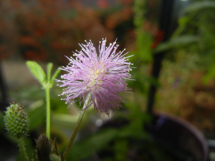 Mimosa pudica (2014, October 15) - Mimosa pudica