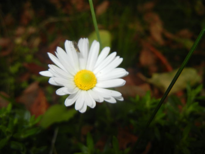 Bellis perennis (2014, October 22) - BELLIS Perennis