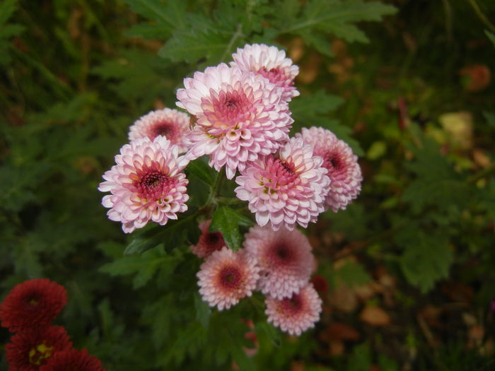 Chrysanth Bellissima (2014, Oct.22)