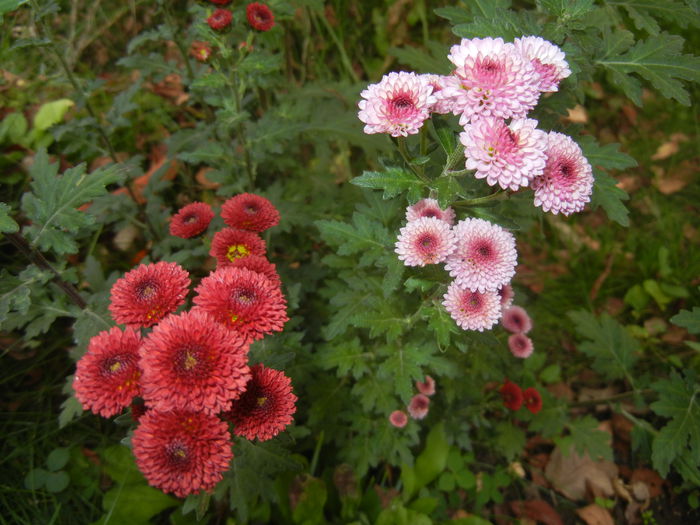 Chrysanth Bellissima (2014, Oct.22)