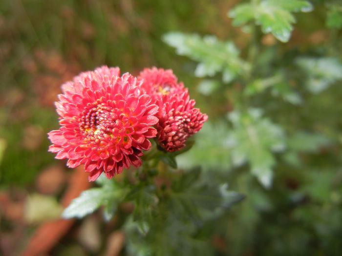 Chrysanth Bellissima (2014, Oct.22) - Chrysanth Bellissima