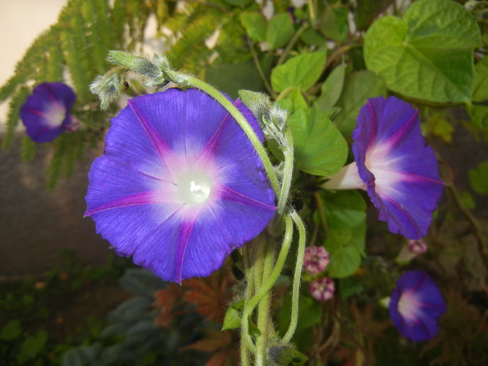 Morning Glory_Ipomoea (2014, Oct.22) - ZORELE Ipomoea