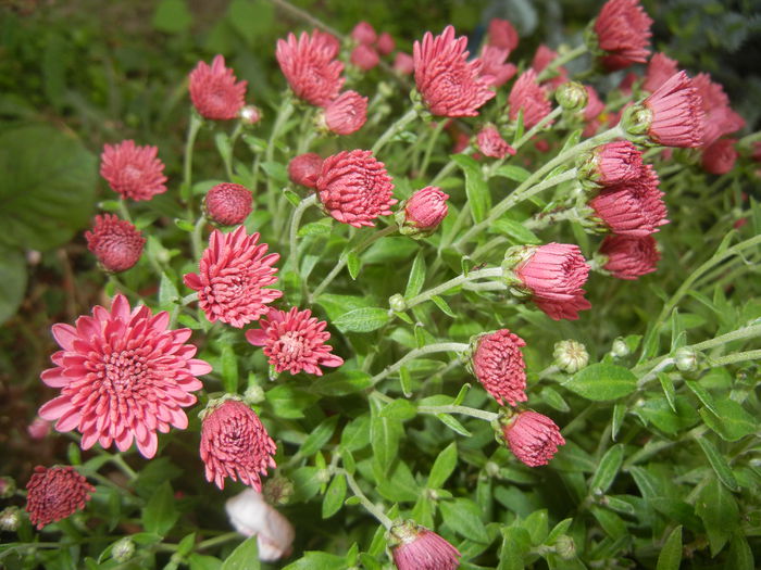 Dark Pink Chrysanth (2014, Oct.17)