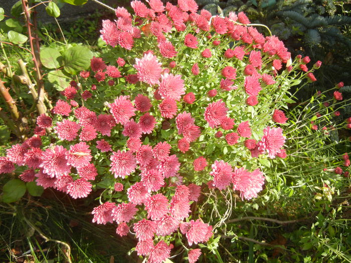 Dark Pink Chrysanth (2014, Oct.19)