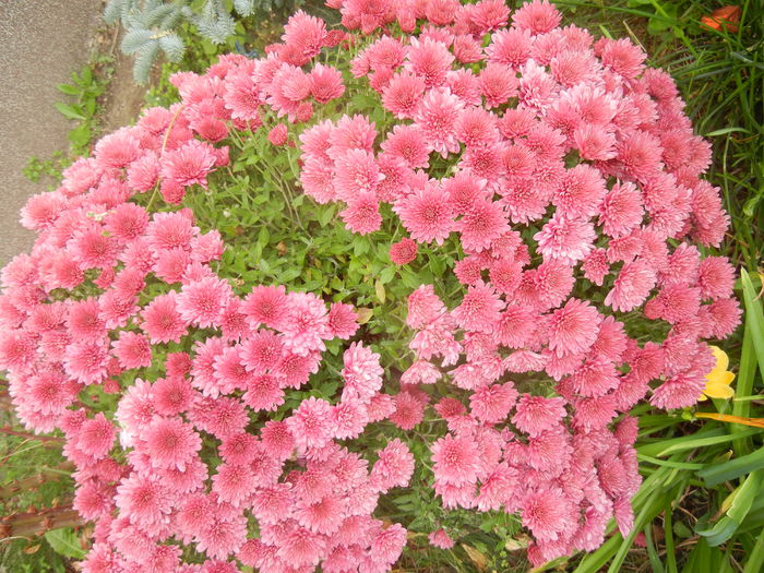 Dark Pink Chrysanth (2014, Oct.22)