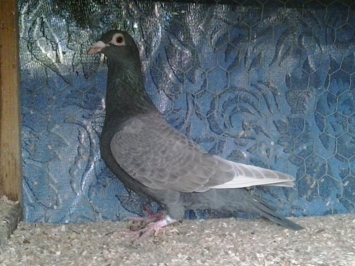  - FOTO PORUMBEI