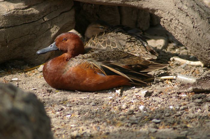 scortisoara - RATE EXOTICE-exotic ducks