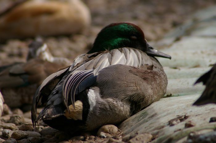 rata cu secera - RATE EXOTICE-exotic ducks