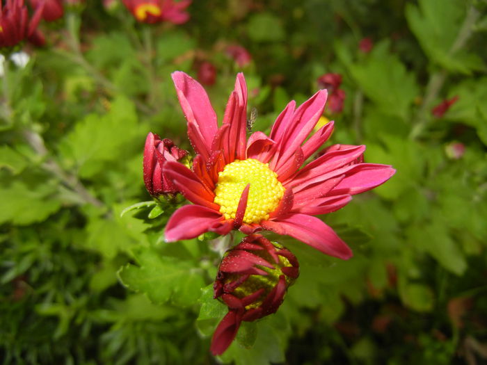 Purple & Yellow Chrysanth (2014, Oct.22) - Purple Yellow Chrysanthemum