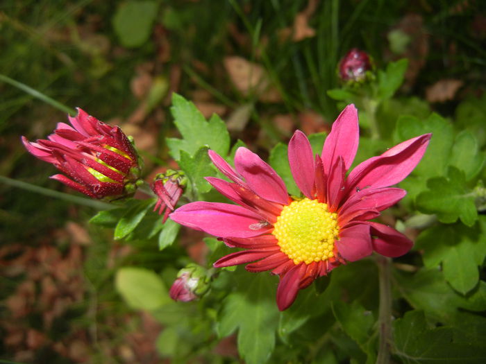 Purple & Yellow Chrysanth (2014, Oct.22)