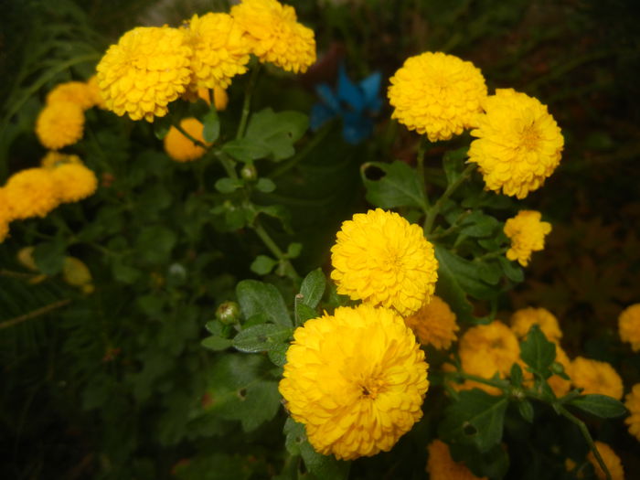 Yellow Chrysanthemum (2014, Oct.22)