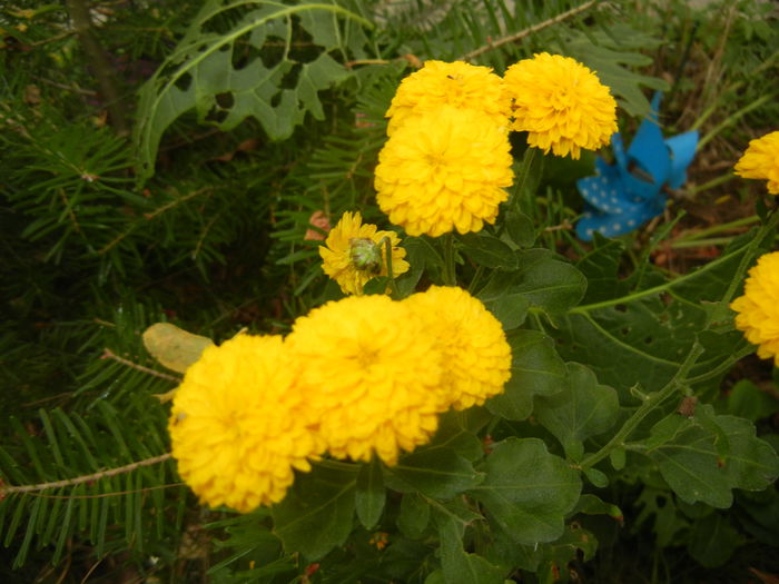 Yellow Chrysanthemum (2014, Oct.22)