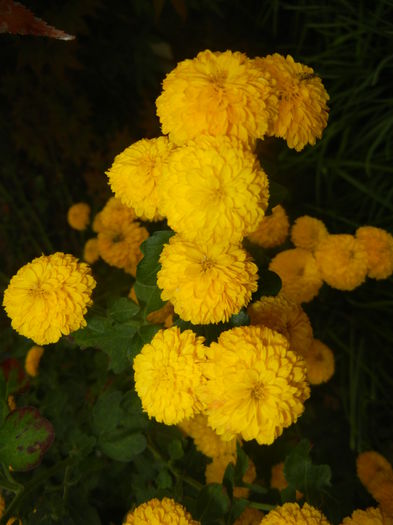 Yellow Chrysanthemum (2014, Oct.22)