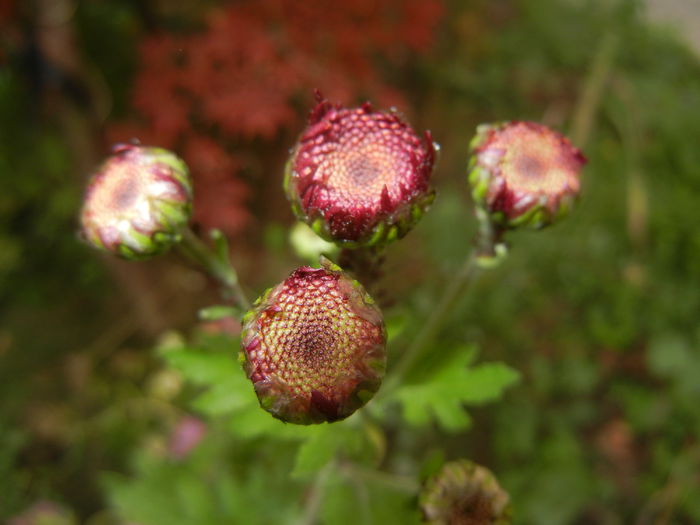 Purple Chrysanthemum (2014, Oct.17) - Purple Chrysanthemum