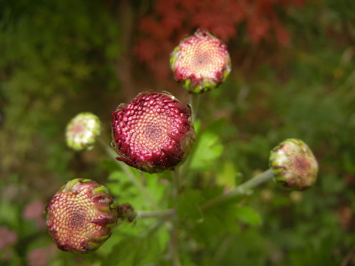 Purple Chrysanthemum (2014, Oct.17) - Purple Chrysanthemum