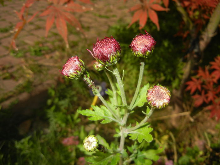 Purple Chrysanthemum (2014, Oct.19) - Purple Chrysanthemum