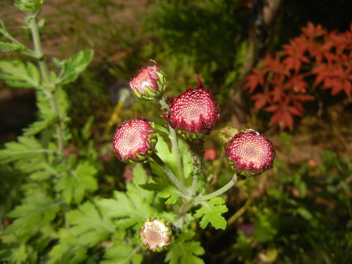 Purple Chrysanthemum (2014, Oct.19)