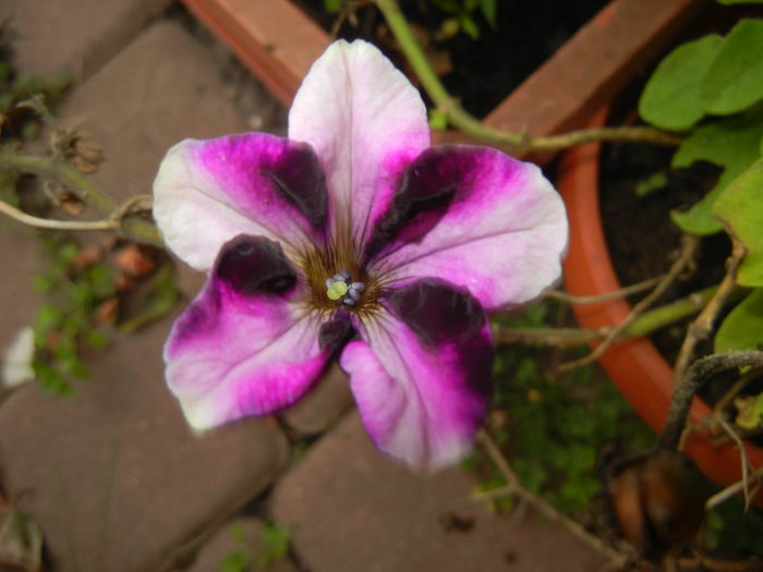 Petunia (2014, October 22) - PETUNIA Simple