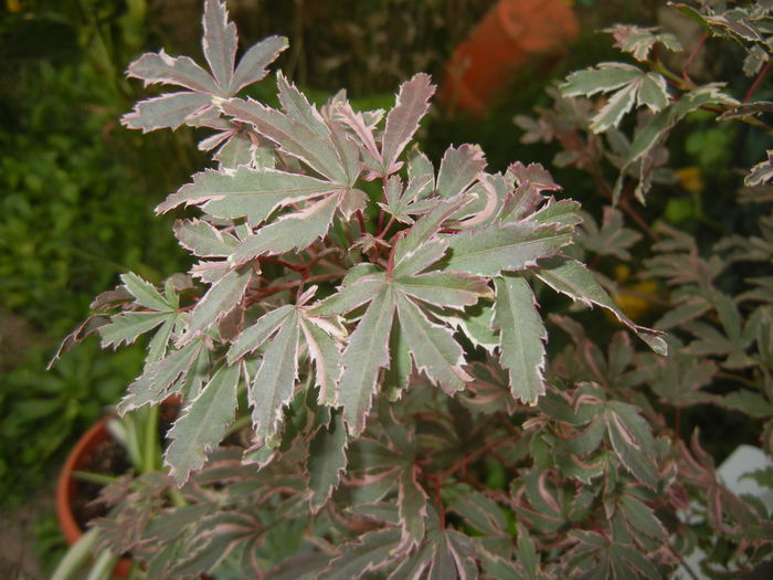 Acer palmatum Butterfly (2014, Oct.22)