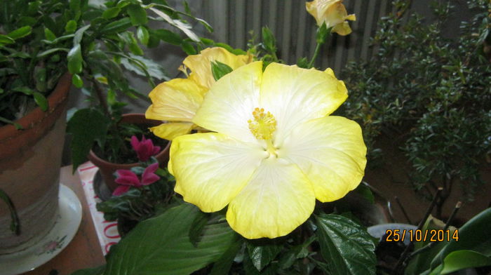 IMG_8560 - hibiscus