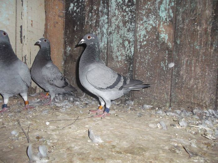 10743654_542761609191299_417517746_n