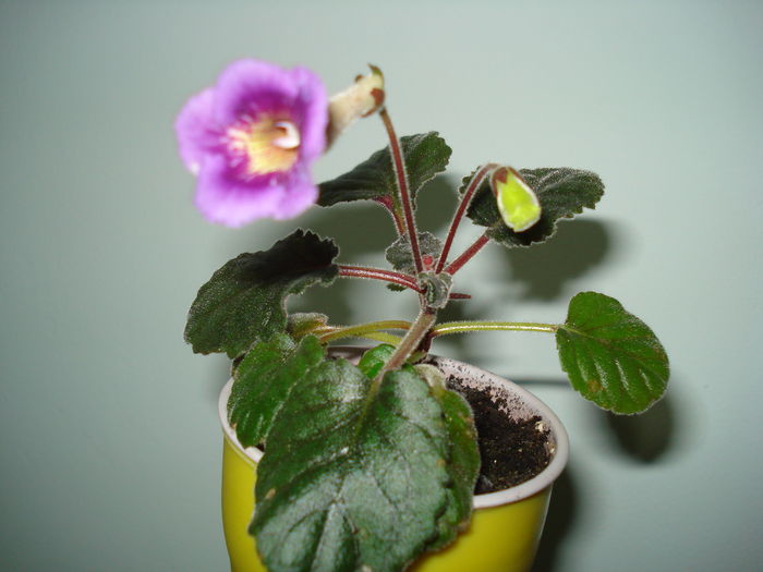 DSC09171 - FLORI 2014