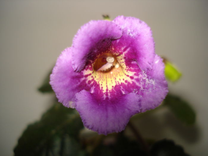 DSC09177 - FLORI 2014