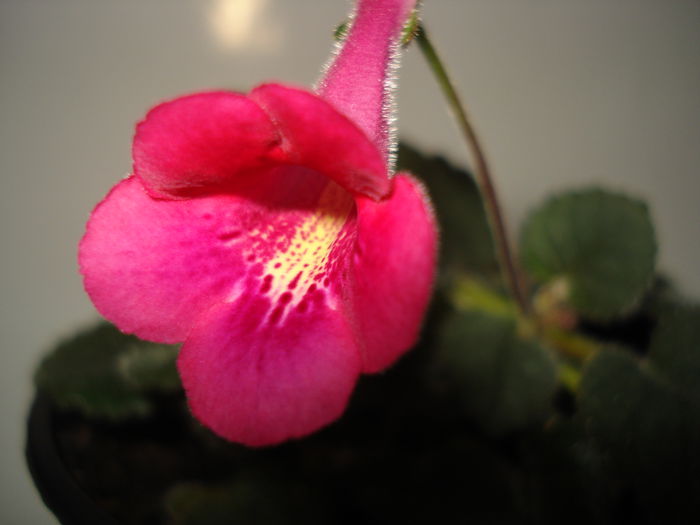 DSC09188 - FLORI 2014