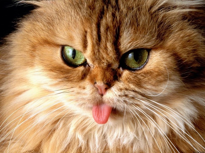 cat-tongue-funny