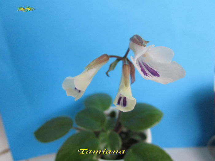 Tamiana(25-X-2014)